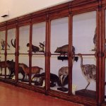 Lo storico Museo di zoologia del MRSN di Torino| Foto F. Andreone 